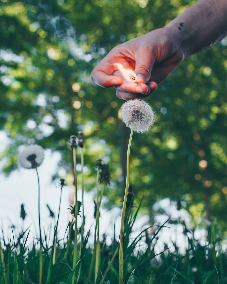 White Dandelion, burn, environment, field, fire, flora, flowers HD wallpaper