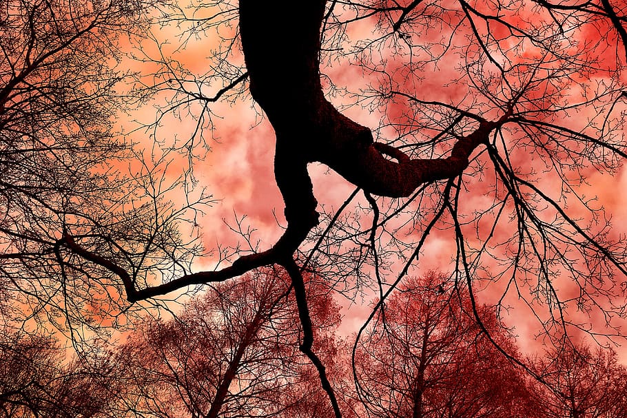 tree, tree top, trunk, rising up, silhouette, tree silhouette HD wallpaper