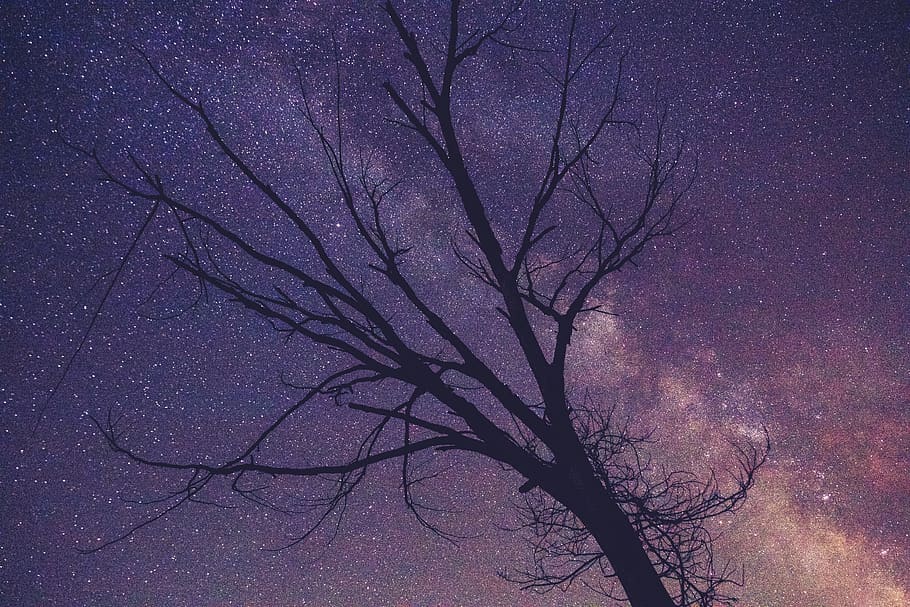 tree, branches, purple, sky, stars, galaxy, astronomy, space HD wallpaper