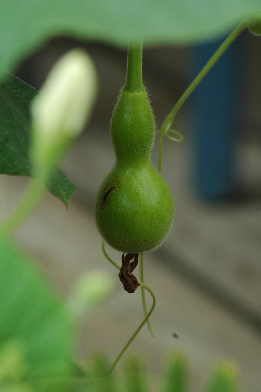 squash gourd, calebasse, green, yard, green color, growth, close-up HD wallpaper