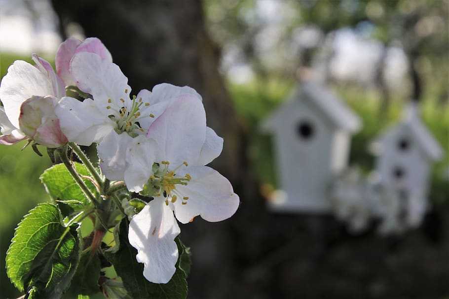 flowers, apple, closeup, white, sad, morning, the silence, white flowers HD wallpaper