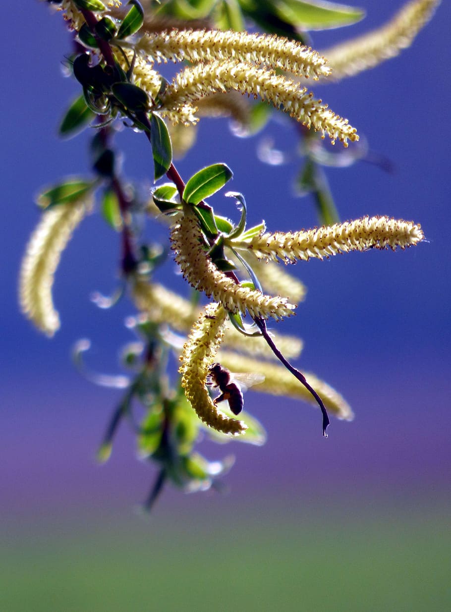 tree, willow, bee, nature, spring, landscape, leaves, pollen HD wallpaper