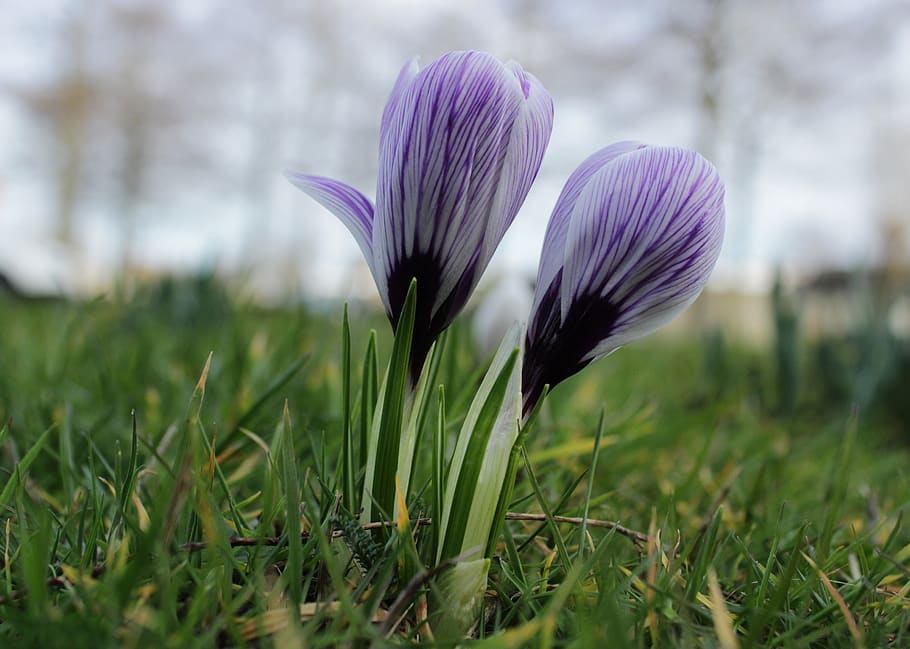 crocus, purple, violet, flower, green, grass, spring, nature HD wallpaper