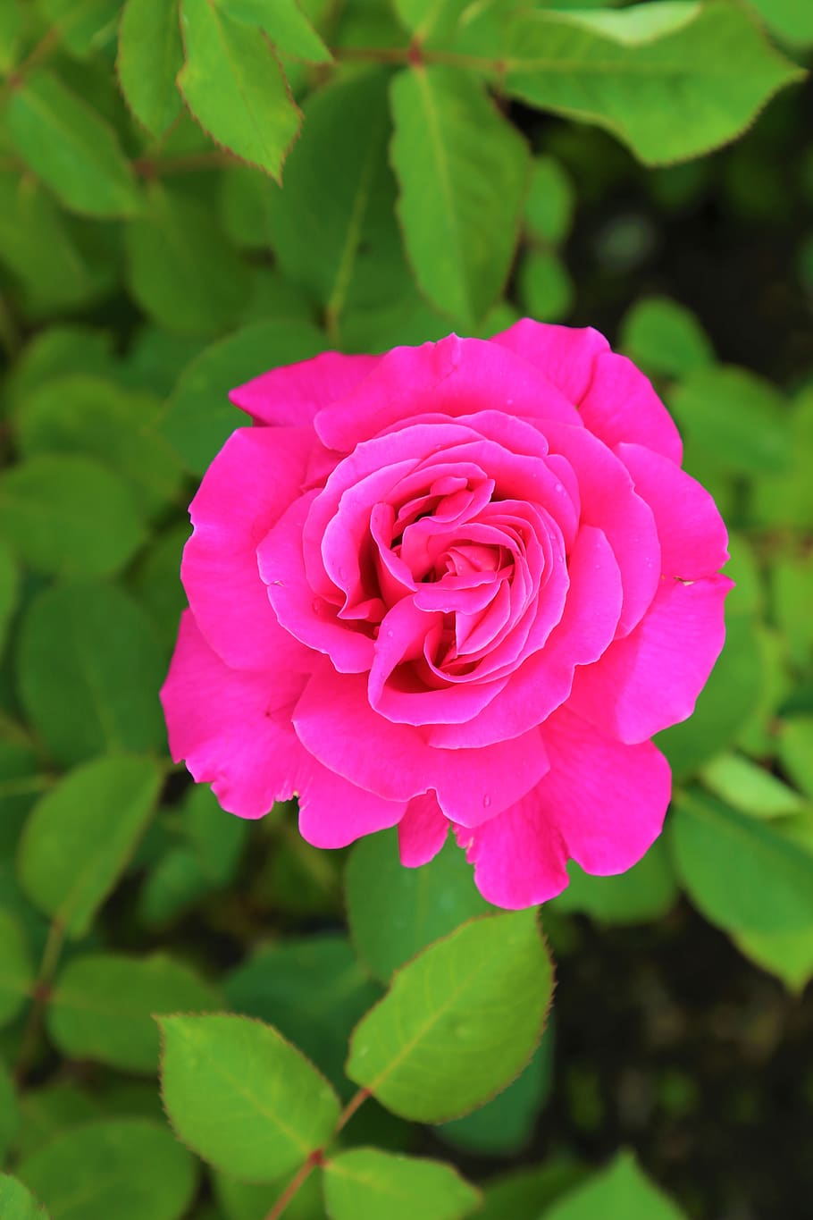 rose, pink roses, gulpembe, flower, nature, love, romantic, HD wallpaper