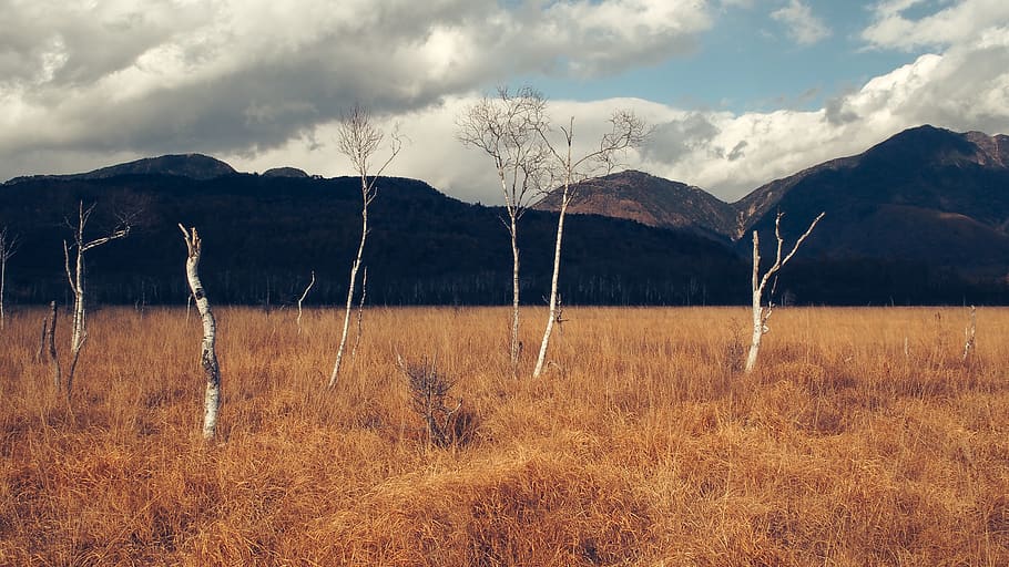 bale trees on dried grass field, cloud - sky, mountain, environment HD wallpaper
