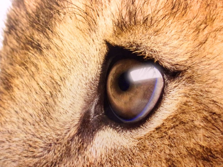 Lion s Sad Eyes - Close-Up, africa, african, ilegal, commerce, HD wallpaper