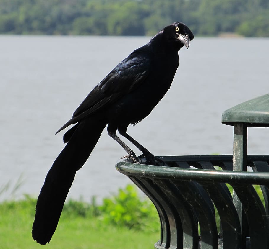 rest, resting, black, bird, animal, river, animal themes, vertebrate HD wallpaper