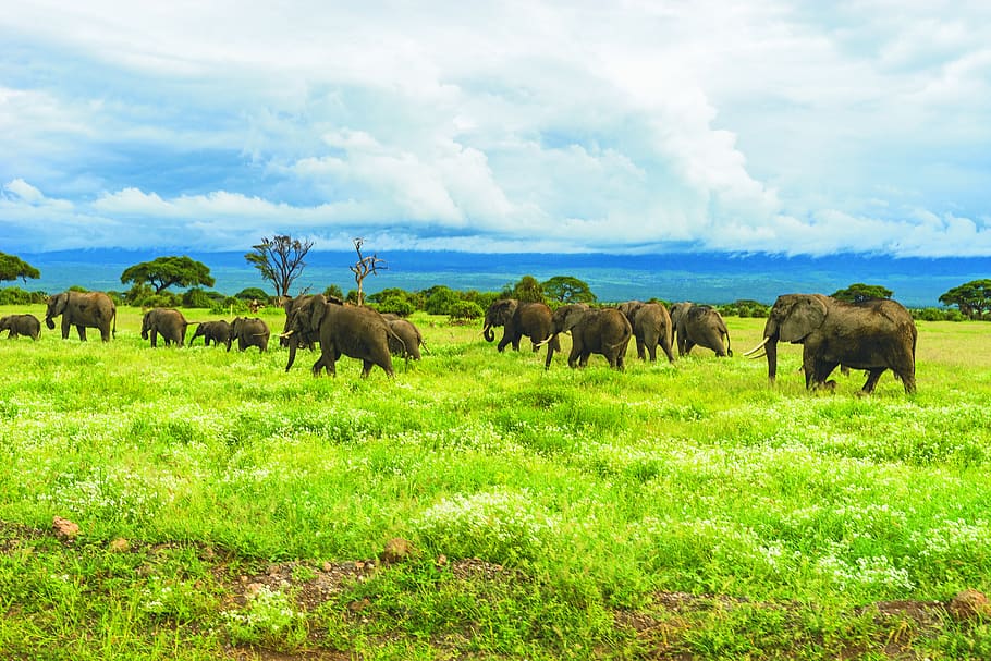 elephants on grass during daytime, group of animals, mammal, animal themes HD wallpaper