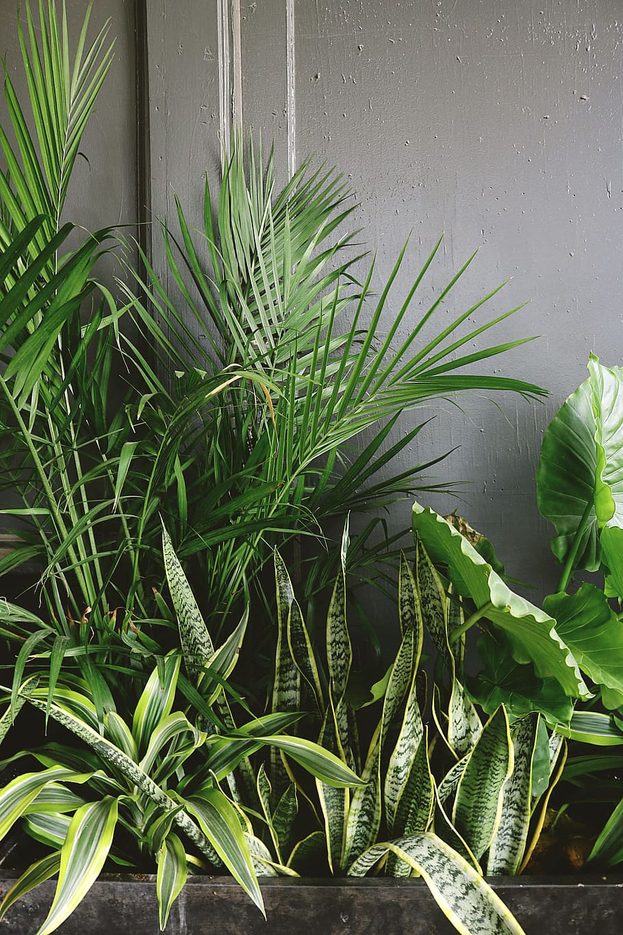 Snake Plant Beside Taro and Palm Plant Near Gray Wall, beautiful, HD wallpaper