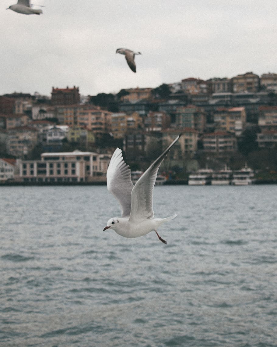 seagull, istanbul, animals in the wild, flying, animal themes HD wallpaper