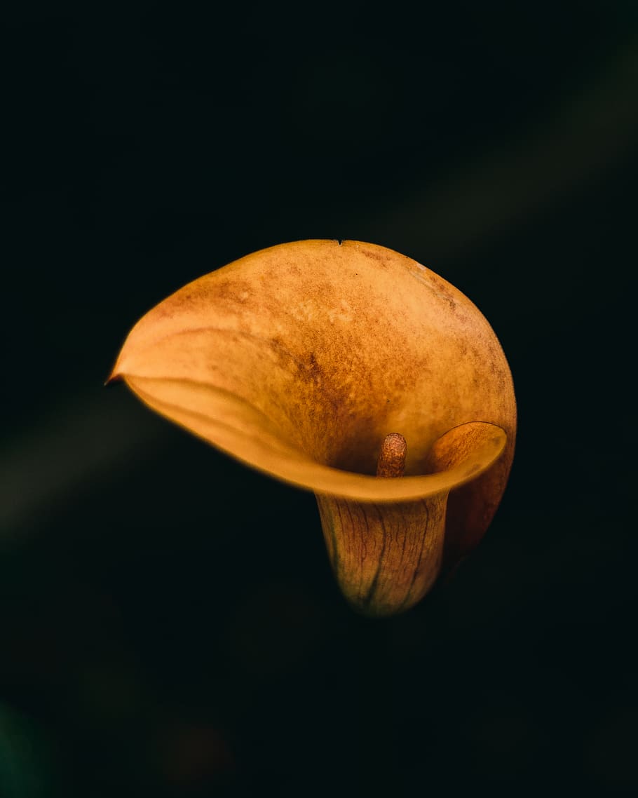 yellow calla lily, studio shot, black background, single object HD wallpaper