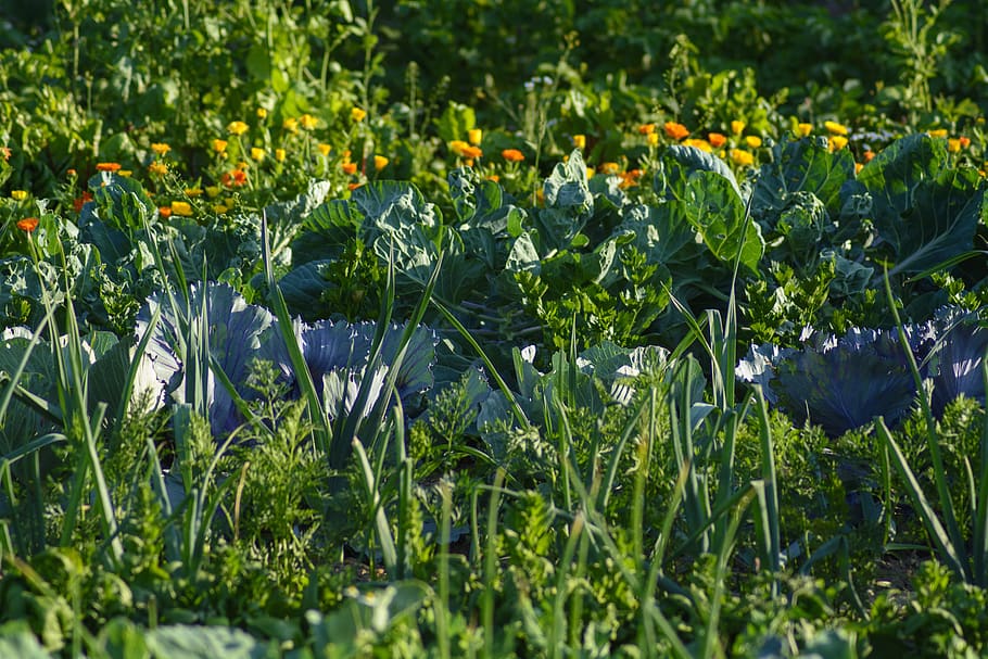 vegetables, vegetable patch, food, eat, vegetable garden, healthy HD wallpaper