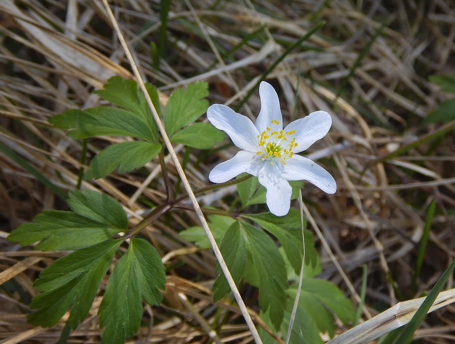 anemone, wood anemone, blossom, bloom, leaves, white, spring, HD wallpaper