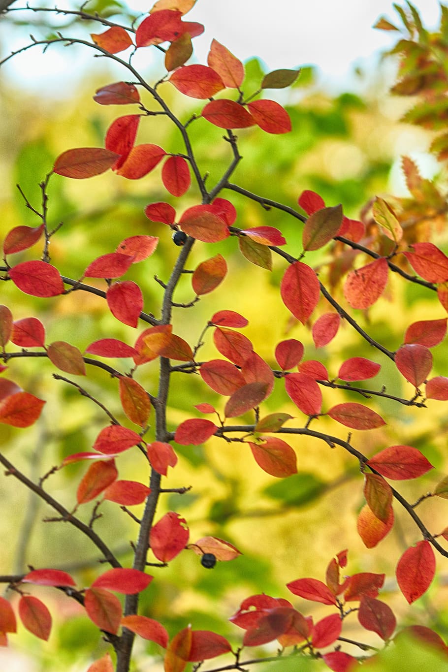 branch, autumn, fall, red, nature, leaves, plant part, leaf HD wallpaper