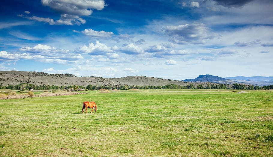 field, horse, grass, sky, cloud, mountains, animal, animal themes HD wallpaper