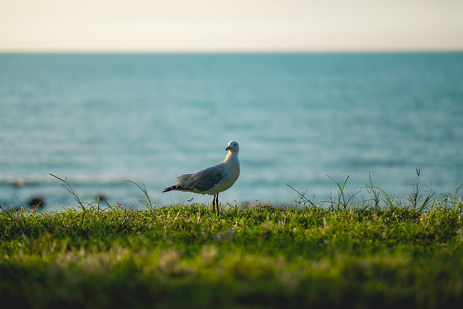 australia, nightcliff, beach, grass, ocean, seagull, horizon HD wallpaper