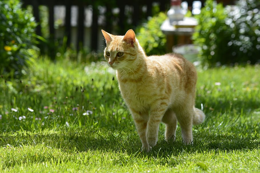 cat, pet, animal, kitten, feline, kitty, adorable, fluffy, hunting HD wallpaper