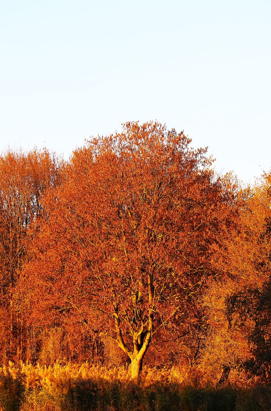 tree, warm, autumn, nature, mood, landscape, season, colorful HD wallpaper