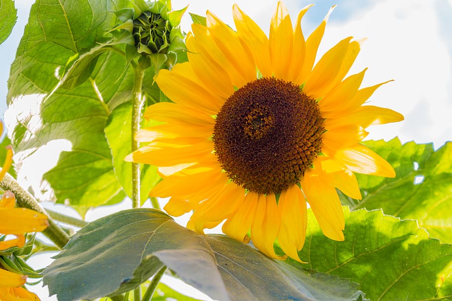 sunflower, yellow, sky, summer, macro, green, plant, growth HD wallpaper