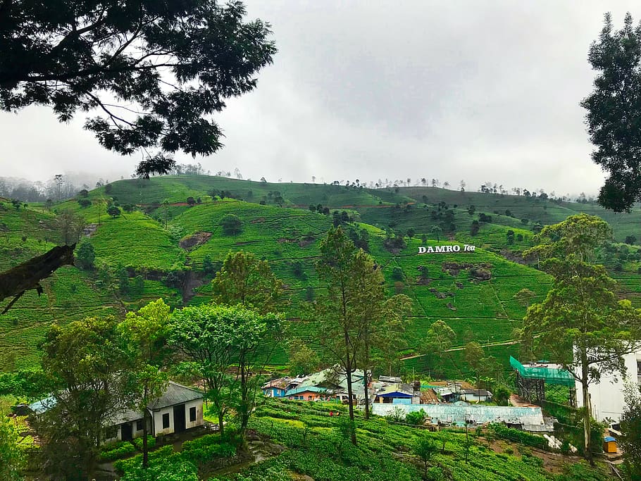 sri lanka, nuwara eliya, a5, hills, tea plantation, trees, green color, HD wallpaper