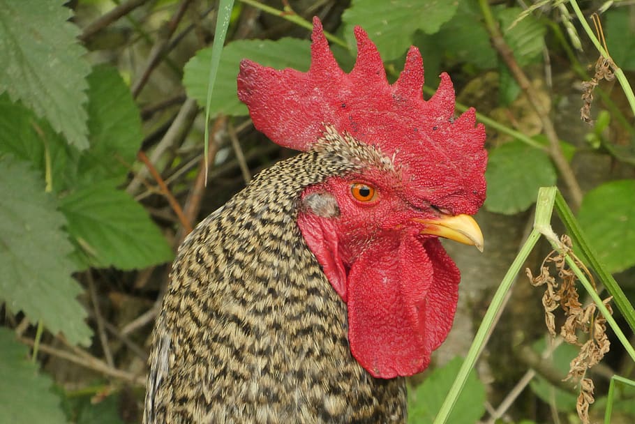 chicken, comb, poultry, farm, bird, beak, plumage, red, haan, HD wallpaper