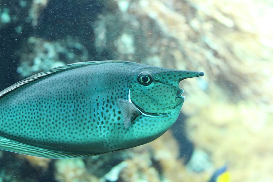 grey fish, animal, aquatic, water, sea life, nose, aquarium, surgeonfish HD wallpaper