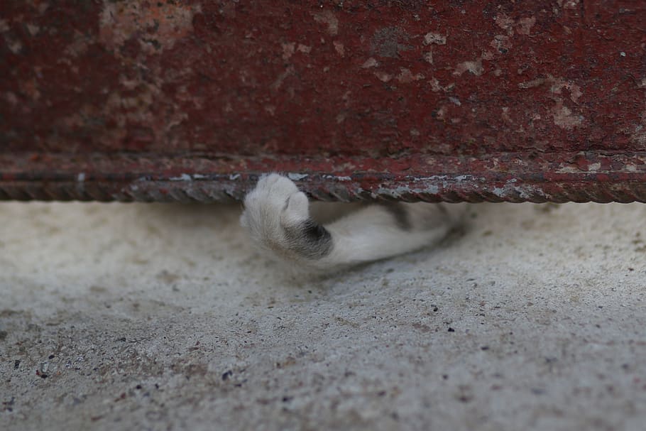 cat, paw, play, animals, funny, hidden, animal themes, one animal HD wallpaper