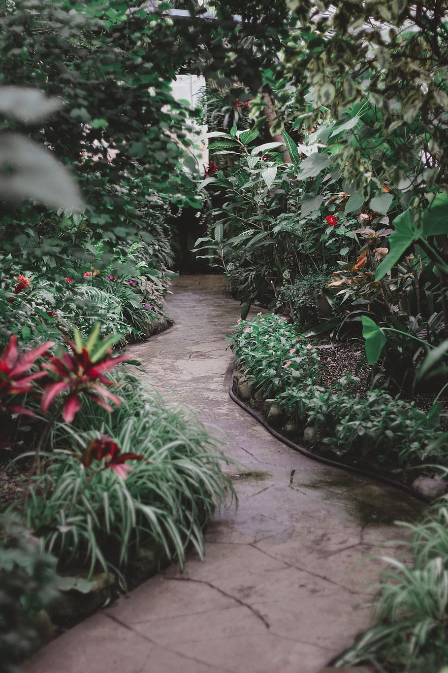 concrete pathway on garden, plant, growth, green color, nature HD wallpaper