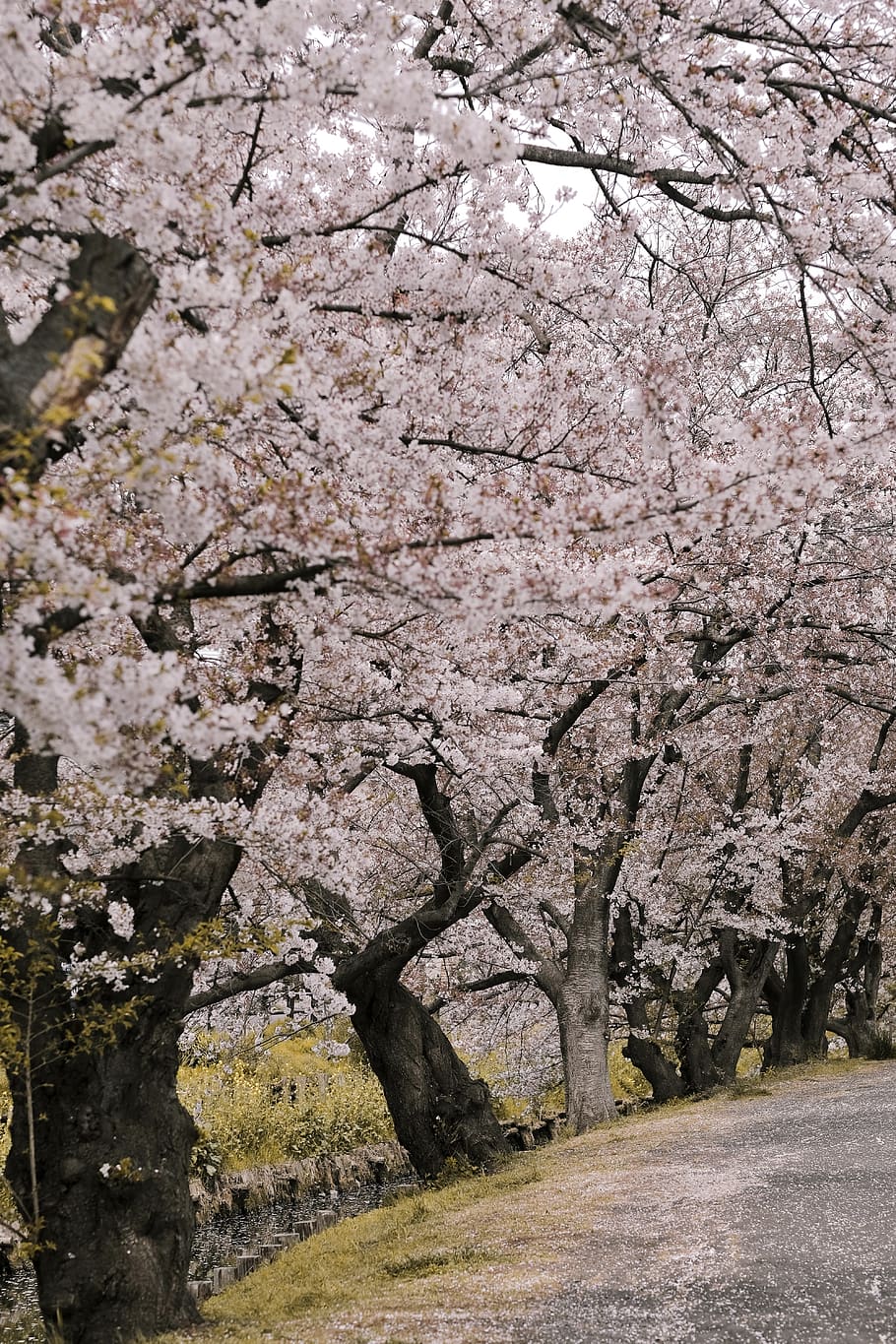 Cherry Blossoms, branches, environment, flora, flowers, outdoors HD wallpaper