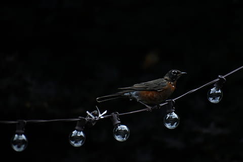 American robin perching on string light, animal, bird, space HD wallpaper