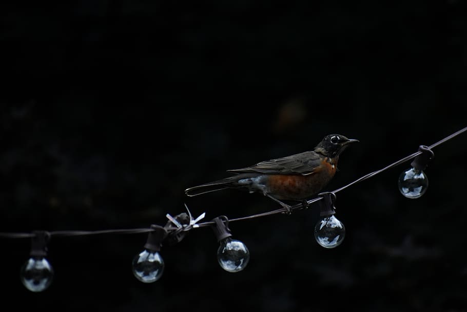 American robin perching on string light, animal, bird, space, HD wallpaper