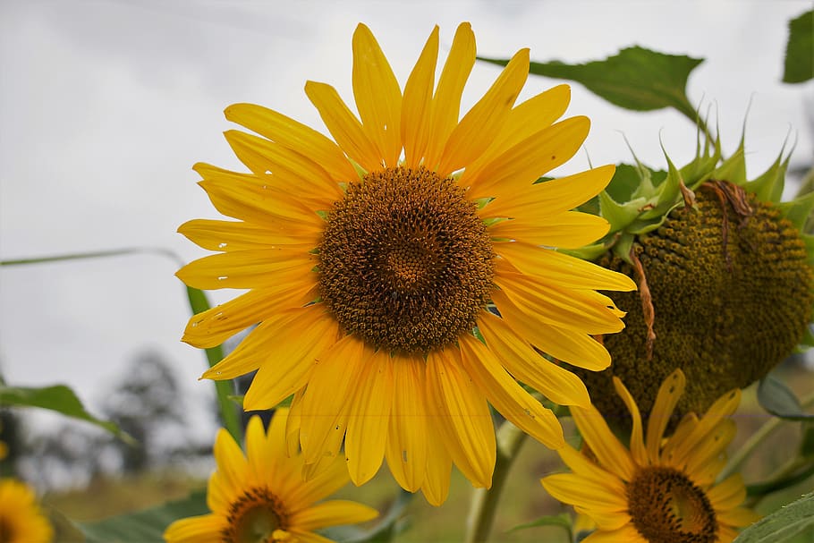 Yellow and Brown Sunflower Field Under the Cloudy Skies, beautiful HD wallpaper