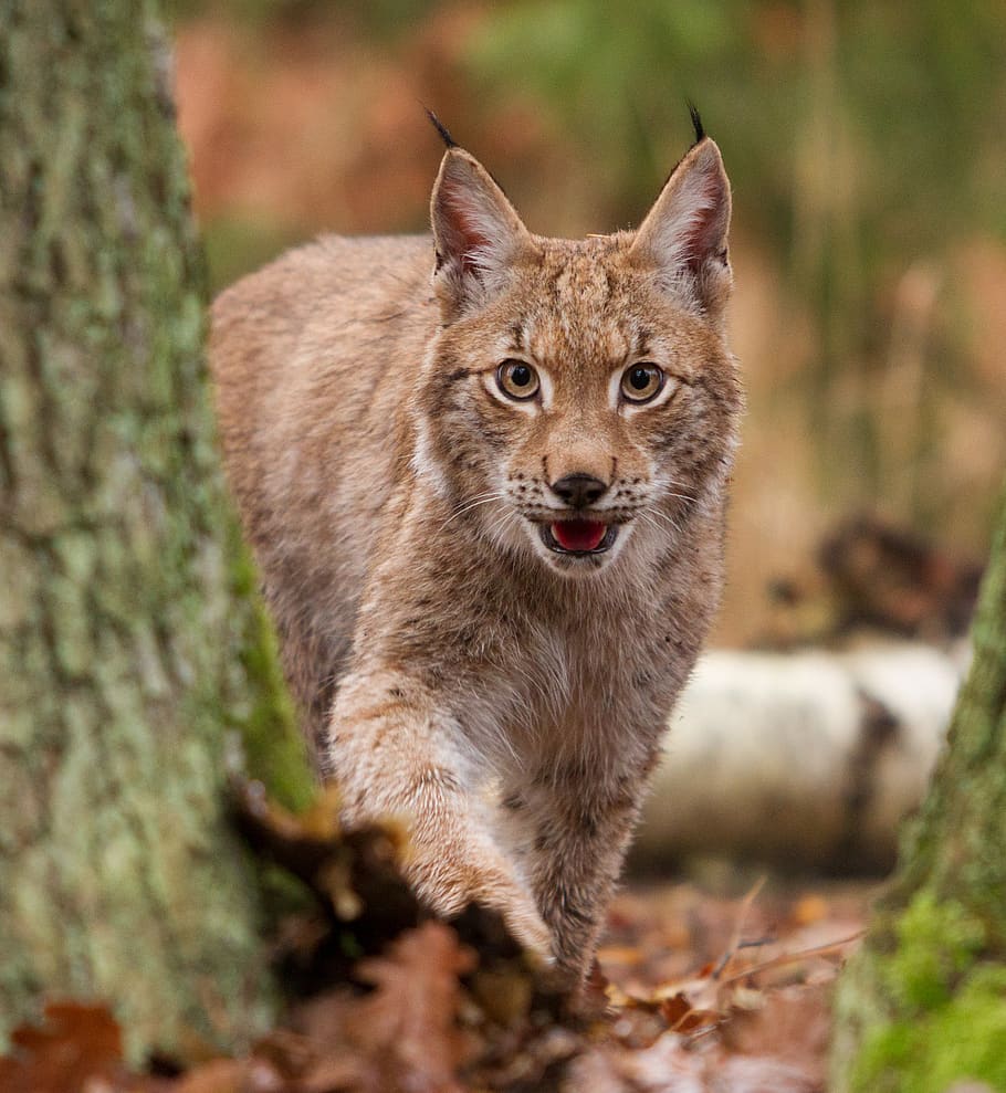 brown cat, lynx, mammal, animal, wildlife, czechia, pet, eyes HD wallpaper