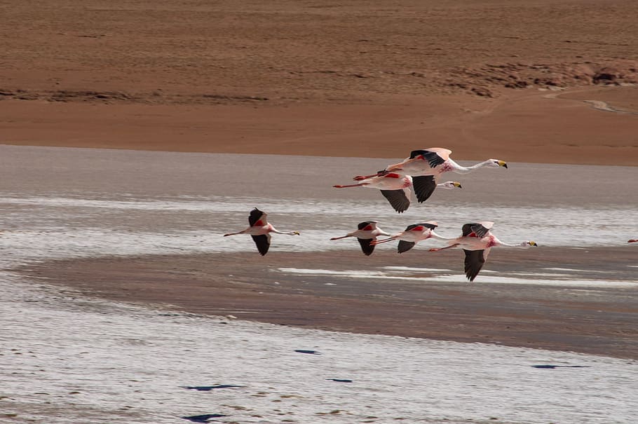 andes, flamingo, altiplano, james flamingo, wildlife, animal, HD wallpaper