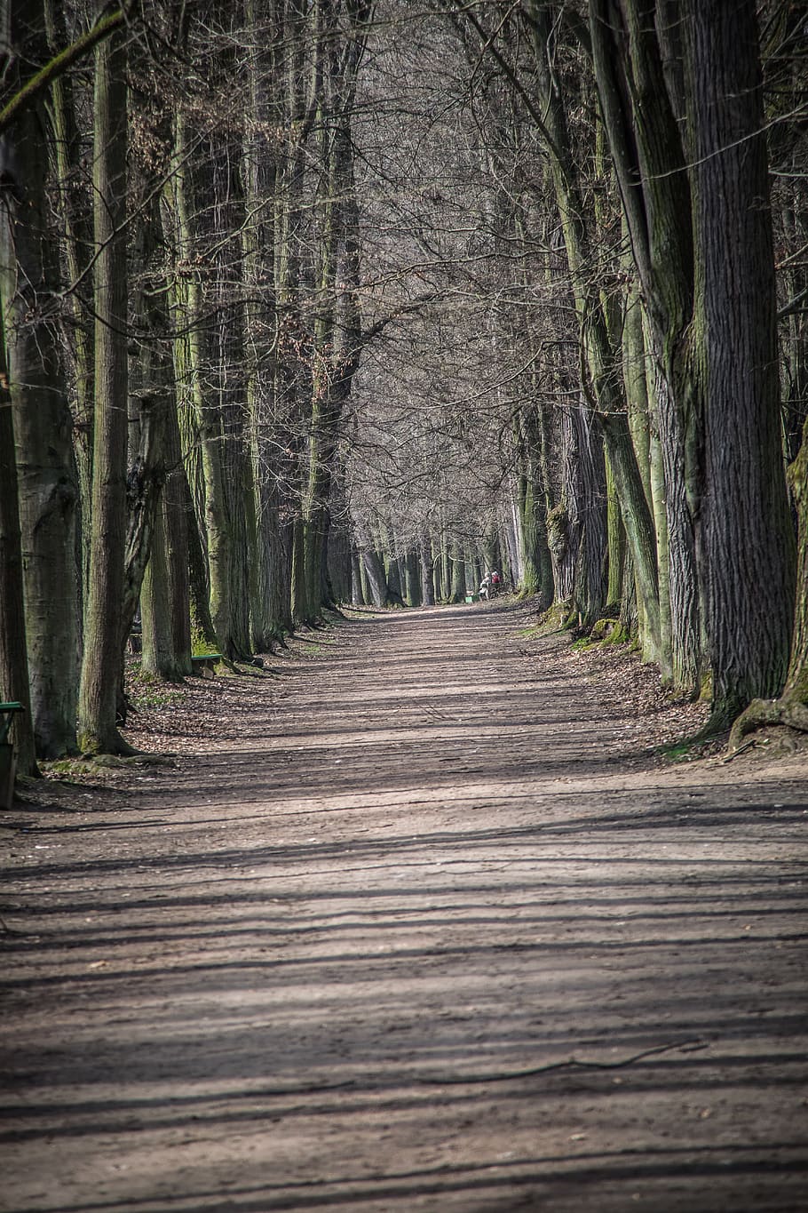 path, alley, trees, park, the trail, direction, the way forward HD wallpaper