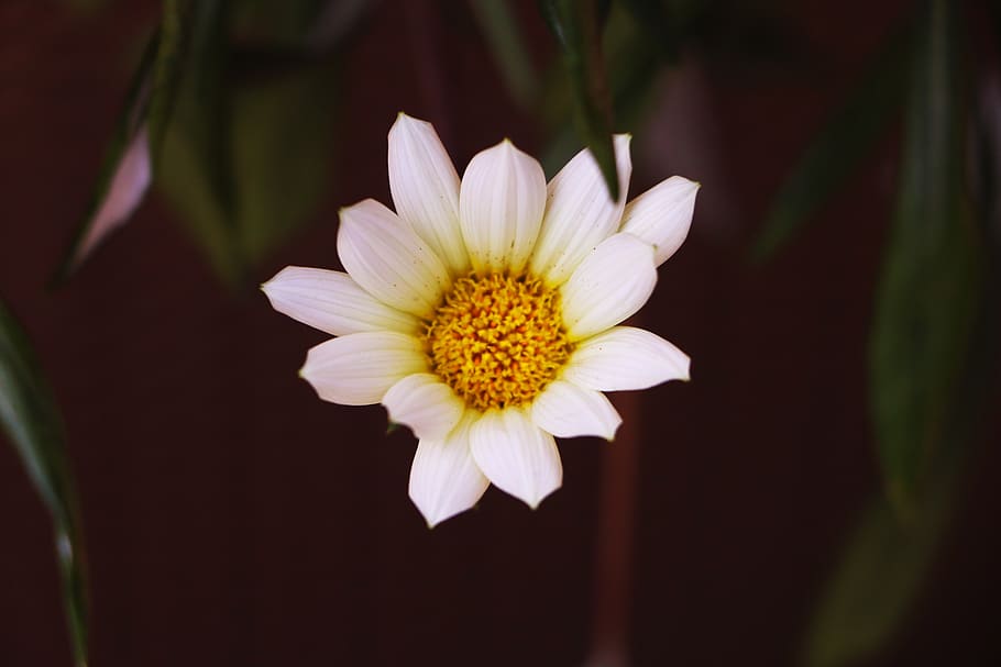 flower, white, bloom, petals, flowering plant, freshness, vulnerability HD wallpaper