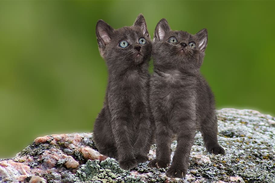 cat, kittens, pet, sweet, fluffy, dear, two, stone, children HD wallpaper