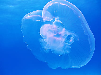 HD wallpaper: Clear Jellyfish, blue, gelatinous, sea animal, sea creature,  translucent | Wallpaper Flare