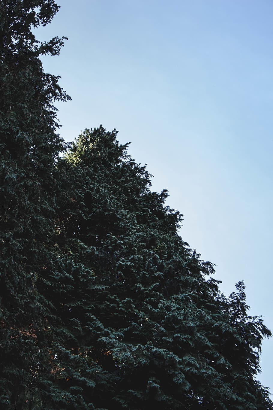netherlands, oudemirdum, tree, low angle view, sky, plant, growth HD wallpaper
