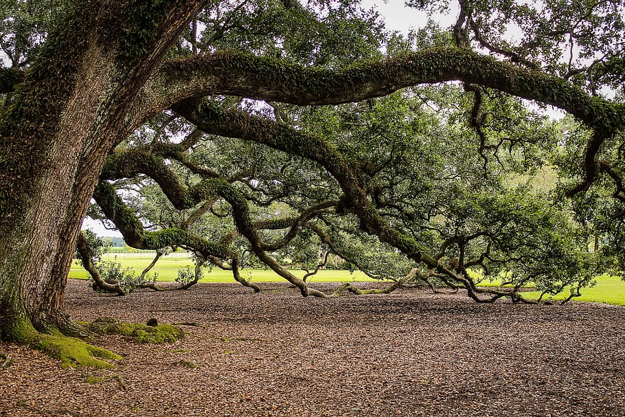 Brown Tree and Green Leaf, branches, dry leaves, foliage, tree trunk HD wallpaper