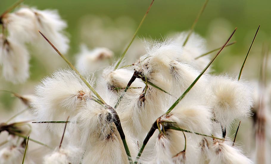 fen, high, plant, macro, thorn, thorny, nature, green, animal themes HD wallpaper