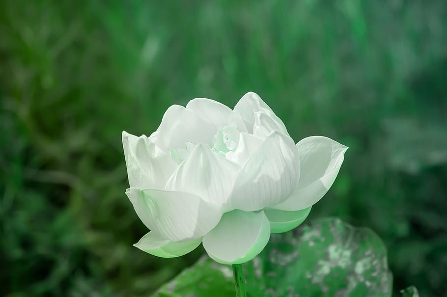 Hd Wallpaper Flower Lotus Nature Summer Green Plant Blossom Asian Wallpaper Flare 3499