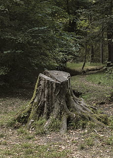 tree trunk near trees during daytime, tree stump, germany, munich HD wallpaper