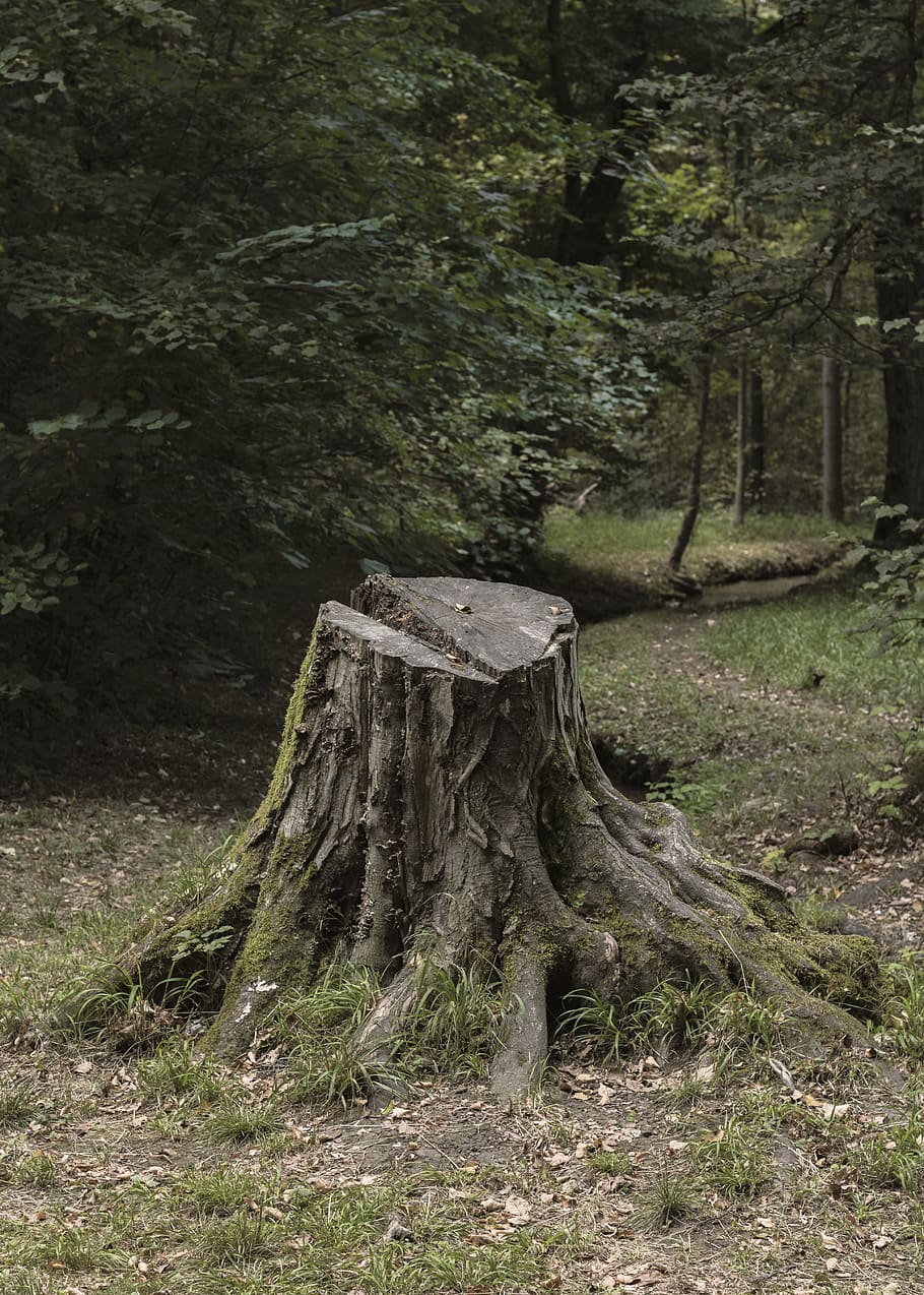 tree trunk near trees during daytime, tree stump, germany, munich HD wallpaper