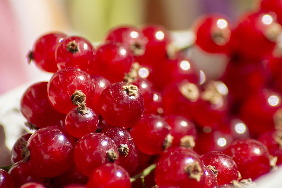 currant, berry, currants, berries, fruit, red, healthy, fruits HD wallpaper