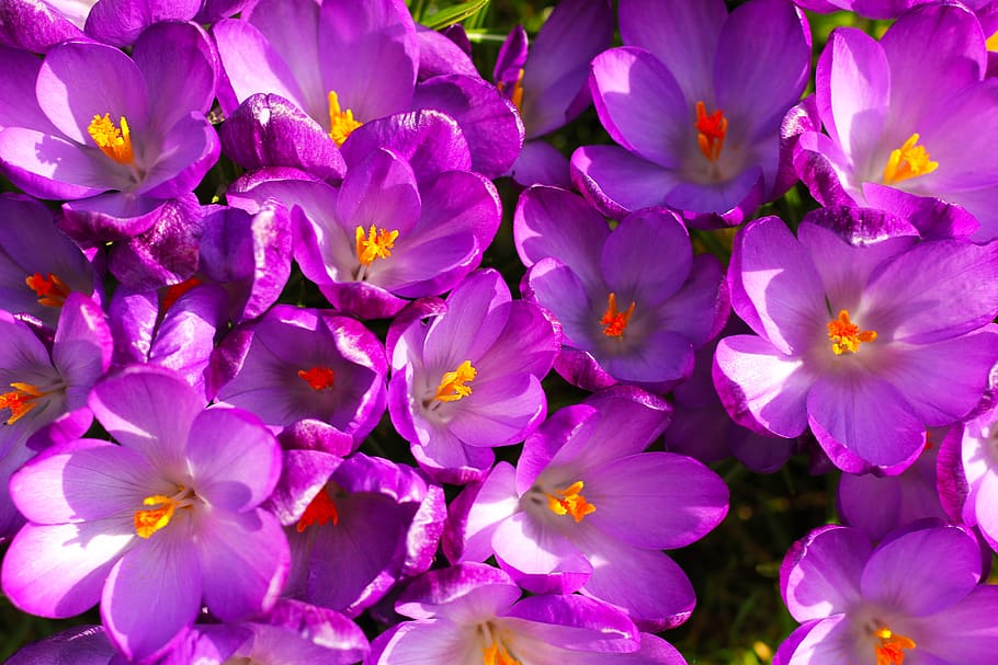 flowers, crocus, spring, bloom, nature, blossom, plant, purple HD wallpaper