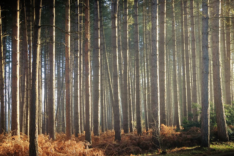 tree, growth, wood, sun, wildlife, nature, spooky, forest, plant HD wallpaper