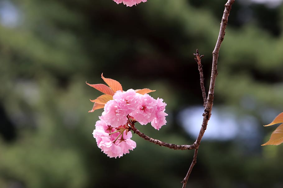 spring, spring flowers, nature, plants, season, garden, flowering HD wallpaper
