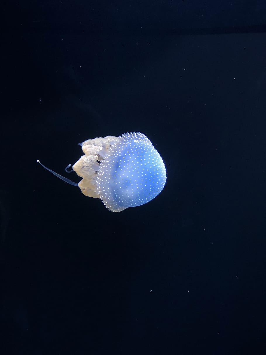 jelly fish, sea, underwater, sea life, animal wildlife, animal themes HD wallpaper
