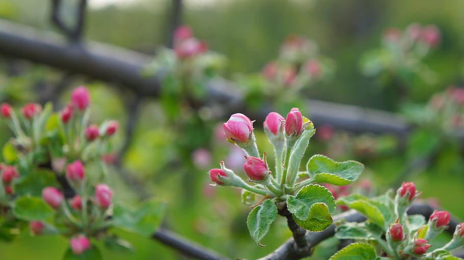 nature, plants, tree, fruit, apple, branch, the buds, flowering HD wallpaper